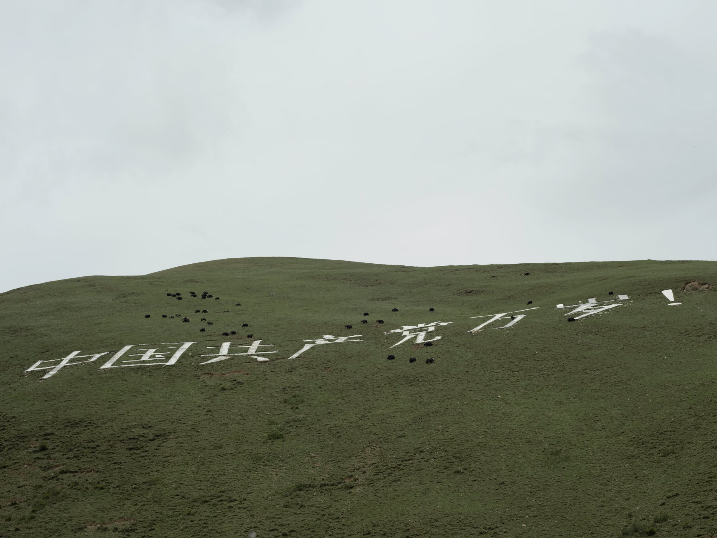 White markings across a grassy hillside