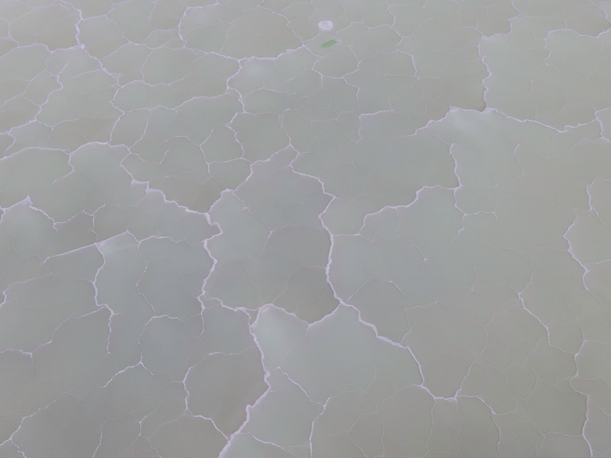 Pale ground traced with fine branching cracks